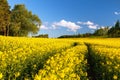 Field rapeseed canola colza Brassica Napus landscape Royalty Free Stock Photo