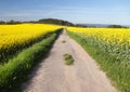 Field of rapeseed, canola or colza Royalty Free Stock Photo