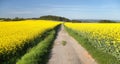 Field of rapeseed, canola or colza Royalty Free Stock Photo