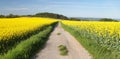 Field of rapeseed, canola or colza Royalty Free Stock Photo