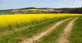 Field of rapeseed, canola or colza Royalty Free Stock Photo