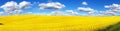 Field of rapeseed, canola or colza Royalty Free Stock Photo
