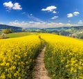 Rapeseed canola or colza field brassica napus Royalty Free Stock Photo