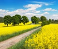 Field of rapeseed, canola or colza with rural road Royalty Free Stock Photo