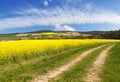 Rapeseed canola or colza field with rural road Royalty Free Stock Photo