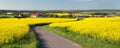 Rapeseed canola or colza field with rural road Royalty Free Stock Photo