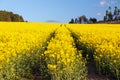 Field rapeseed canola colza Brassica Napus landscape Royalty Free Stock Photo