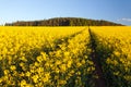 Field rapeseed canola colza Brassica Napus landscape Royalty Free Stock Photo