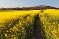 Field rapeseed canola colza Brassica Napus landscape Royalty Free Stock Photo