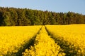 Field rapeseed canola colza Brassica Napus landscape Royalty Free Stock Photo