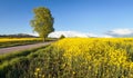 Field rapeseed canola colza rural road and tree Royalty Free Stock Photo