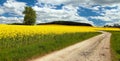 Field rapeseed canola colza rural road and tree Royalty Free Stock Photo