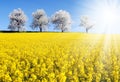 Field of rapeseed, canola or colza