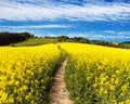 Field of rapeseed, canola or colza with path way Royalty Free Stock Photo