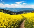 Field of rapeseed, canola or colza with path way Royalty Free Stock Photo