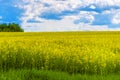 Field of rapeseed, canola or colza, rape seed plant, springtime golden flowering field Royalty Free Stock Photo