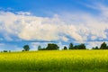 Field of rapeseed, canola or colza, rape seed plant, springtime golden flowering field Royalty Free Stock Photo