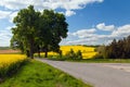 Field of rapeseed canola or colza with road and trees