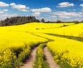 Field of rapeseed, canola or colza with rural road Royalty Free Stock Photo