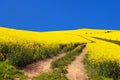 Field of rapeseed, canola or colza and rural road Royalty Free Stock Photo