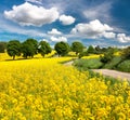 Field of rapeseed, canola or colza with rural road Royalty Free Stock Photo