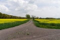 Field of rapeseed canola or colza with rural road Royalty Free Stock Photo