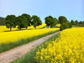 Field of rapeseed, canola or colza with rural road Royalty Free Stock Photo