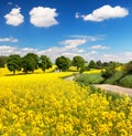 Field of rapeseed, canola or colza with rural road Royalty Free Stock Photo