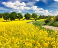 Field of rapeseed, canola or colza with rural road Royalty Free Stock Photo