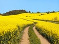 Field of rapeseed, canola or colza and rural road Royalty Free Stock Photo