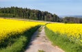 Field of rapeseed, canola or colza with rural road Royalty Free Stock Photo