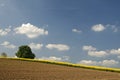 Field with rapeseed and chestnut tree, Germany Royalty Free Stock Photo