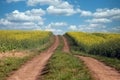 Field with rapeseed and country road Royalty Free Stock Photo