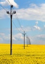 field of rapeseed and medium voltage pole