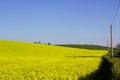 A field of Rapeseed on an Irish Farm with its bright yellow flower heads, contrasted against a clear blue sky on a sunny day in ea Royalty Free Stock Photo