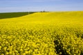 A field of Rapeseed on an Irish Farm with its bright yellow flower heads, contrasted against a clear blue sky on a sunny day in ea Royalty Free Stock Photo