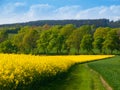 Field of rapeseed plant with country road Royalty Free Stock Photo