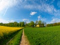 Field of rapeseed plant with country road Royalty Free Stock Photo