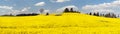 Field of rapeseed plant for green energy Royalty Free Stock Photo