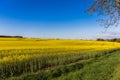 Field of Rapeseed Plants