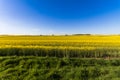 Field of Rapeseed Plants