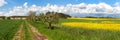 Field of rapeseed, rural road, alley, beautiful sky Royalty Free Stock Photo