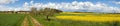 Field of rapeseed, rural road, alley, beautiful sky Royalty Free Stock Photo