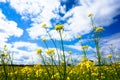 Field of rapeseed in summer