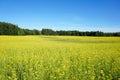 Field of rapeseed in summer