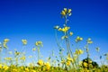 Field of rapeseed in summer