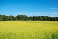 Field of rapeseed in summer