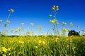 Field of rapeseed in summer