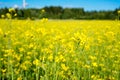 Field of rapeseed in summer