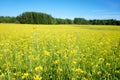 Field of rapeseed in summer